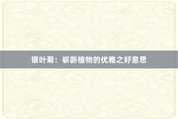 银叶菊：崭新植物的优雅之好意思